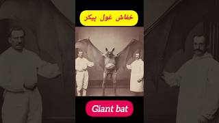 بزرگترین خفاش تاریخ|The greatest bat in history