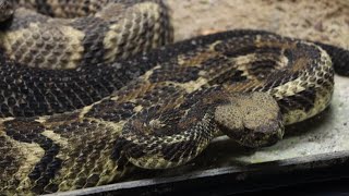 Wild Inside: Rattlesnake Appreciation Day!