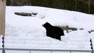 Zoo Ecomuseum - Sortie des ours!