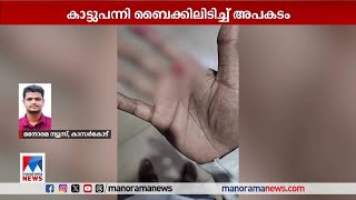 കാട്ടുപന്നി ബൈക്കിലിടിച്ച് മറിഞ്ഞ് രണ്ട് യുവാക്കള്‍ക്ക് പരുക്ക് | Wild Boar | Kasargod