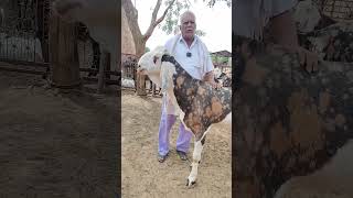 गूजरी नस्ल का खस्सी बकरा 135 kg वजन #7568305811 #Gujri Khassi Bakra for EID #बकरा ईद