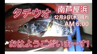 12/9南芦屋浜釣果　タチウオ、大サバ、グレ　フィッシングマックス芦屋店