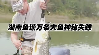 湖南魚塘驚現不明生物，萬條大魚神秘失蹤，村民怒將水塘抽空 #奇闻