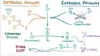 clotting mechanism ) intrinsic  and extrinsic pathway of coagulation) بالعربي