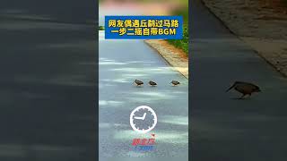 網友偶遇丘鷸過馬路  一步二搖自帶BGM！#shorts#news#headlines#hotspot#funny