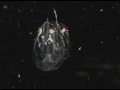 comb jelly capturing small planktonic prey