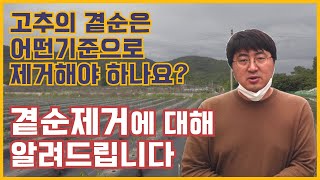 EP.5 고추곁순 제거에 대해서 알려드릴께요