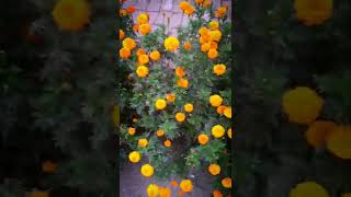 Beautiful Marigold #Flowers | WhatsApp Status |Feel the Music #MarigoldFlowers #FreshMorning #shorts