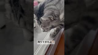 降りてきたよ🐈な春ちゃんです　It's Haru-chan who came down 🐈