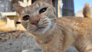 猫島で猫と一緒に神社に参拝してきた