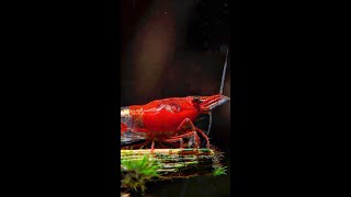 Aquarium 4K VIDEO (ULTRA HD)🦞Time food With Relaxing Music - Rare & Colorful Sea Life Video - Shrimp