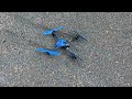 traxxas latrax alias drone box opening and first flight