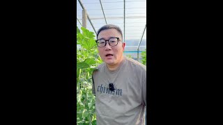 你认识这是什么水果吗？#羊角蜜甜瓜 #山东特产