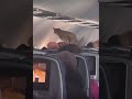 The cat checks if everyone is wearing their seat belts