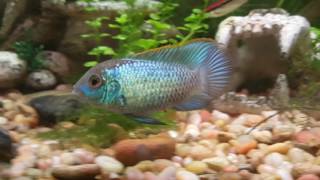 Beautiful Electric Blue Acara \u0026 Tank Mates