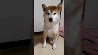 犬のウインク。