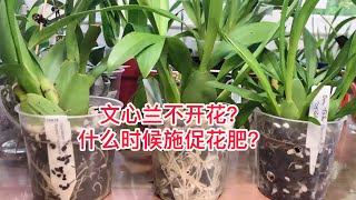 文心兰不开花？什么时候施促花肥？Why oncidium orchids do not bloom? What type fertilizer to use?