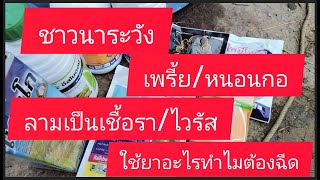 หนอน/เพรี้ย/เชื้อรา/ไวรัส/ใช้ยาอะไรดี