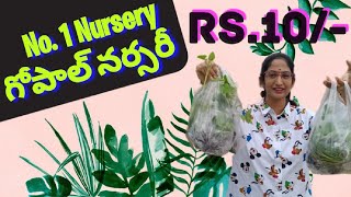 Best exotic vegetable nursery at Hyd | గోపాల్ వెజిటేబుల్ నర్సరీ | Mohana Madhilo @kummarigopal323