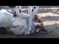 Dog Faces The Truth That Her Boyfriend Has A Wife Who's Pregnant.. | Kritter Klub