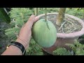 আমের নাম ফোর কেজি ।। four kg mango tree