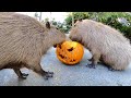 カピバラがジャックオーランタン食べる音 capybara eat jack o lantern asmr