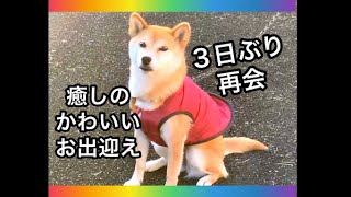 ３日ぶりの再会🐕 かわいい柴犬のお出迎えに癒される✨ #柴犬 #shibainu #dog #癒し #かわいい #犬 #再会 #ペット #cute #コロ