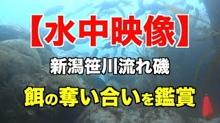 【水中映像】新潟笹川流れ磯 エサの奪い合いを鑑賞