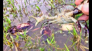 After the rain receded, Tai rushed to the  to find a crab in the Fields   ប្រញាប់រកក្ដាម ក្រោយភ្លៀងរ