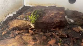 Marbled Newt feeding on Crickets dusted in calcium ❤️ “Triturus marmoratus”