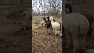 Introducing a new member to the alpaca herd