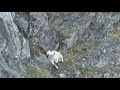 mountain goat herds