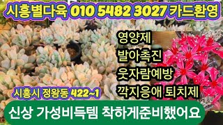 #시흥별다육(3)신상묵은둥중대품#뮤즐리#룬데리#아모르파티#테이로사