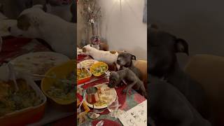 Our Staffy Family Christmas feast. #christmasdinner #staffyfamily #dogfamily #staffypuppy #puppylife