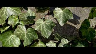 Erdei borostyán (Hedera helix) /5K/