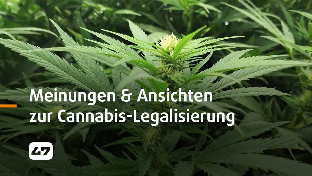 STUDIO 47 .live | MEINUNGEN & ANSICHTEN ZUR CANNABIS-LEGALISIERUNG ...