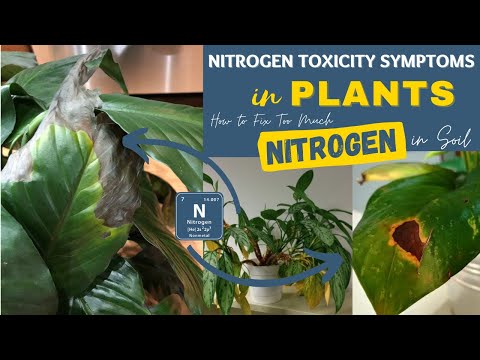 What happens when plants get too much nitrogen?
