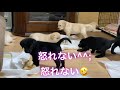 生後45日目 仔犬の成長記録