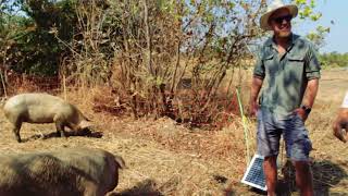 Free Range Pigs | Using A Pig Tractor