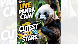 The National Zoo’s Panda Cam Returns: Watch the Cutest Stars in Action!