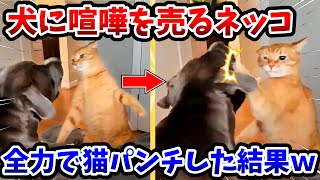 【2ch動物スレ】犬に喧嘩を売る猫さん → 全力で猫パンチした結果www