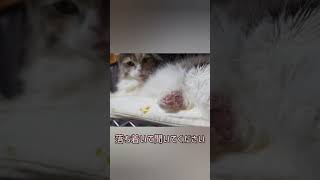 そこは手じゃない　#猫　#猫の手　#猫は足じゃない猫は手なんだ