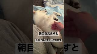 朝起きるとやってくる甘えん坊さんを撫でるだけの動画　#shorts  #shibainu  #kawaii