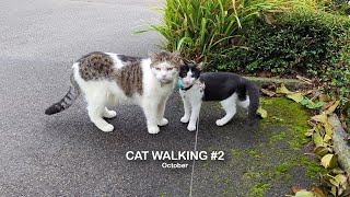 CAT WALKING #2, Kitten Oreo and Nemo, October comiplation #oreothecat #cat #catwalking