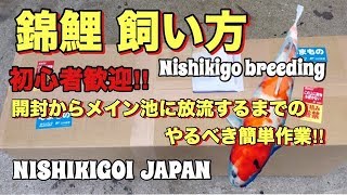 錦鯉 初心者の飼い方の基本‼︎NISHIKIGOI JAPAN