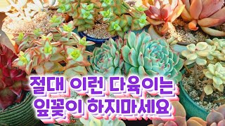 이런 다육이로 잎꽂이 하려고 잎장떼지 마세요~ 큰일납니다 . 겨울에도 잎꽂이는 가능해요