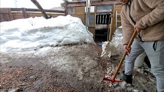 北海道の雪解け、山小屋の氷割り、3月