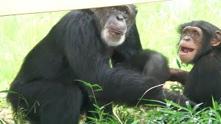 Ibuki　❤　Decky　多摩動物公園　チンパンジー　202407