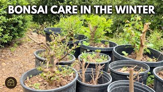 Winter Bonsai Care: What's the Best Time to Work on Your Bonsai? | Q\u0026A