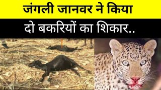 जंगली जानवर ने किया दो बकरियों का शिकार.. बकरे को खाकर छोड़ा....Garhwa Drishti News। Garhwa Tendua